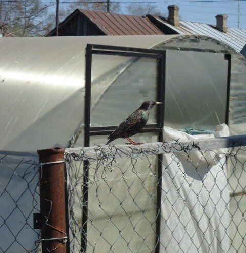 Что сейчас происходит на дачном участке. Результат осенней обработки гряд от сорняков.