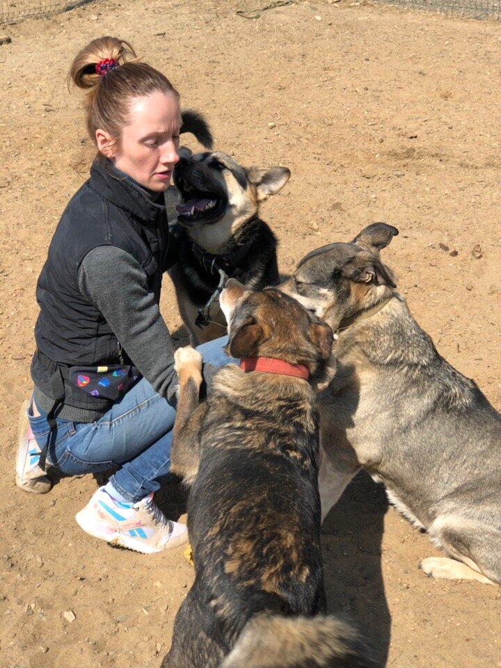 Собаки из приюта Солнцево. Москва