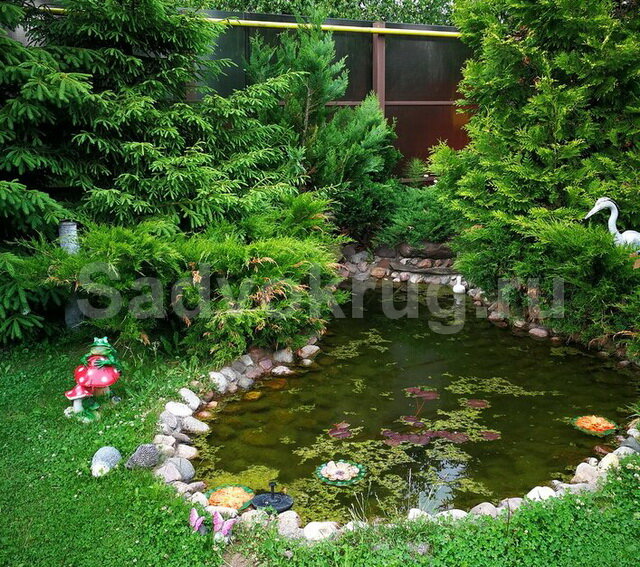 Зарыбляем пруд на участке.