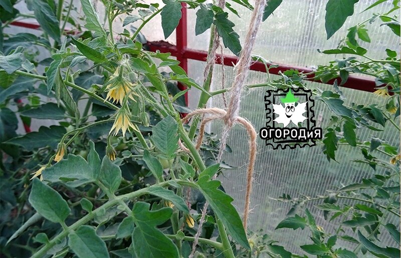Так выглядит подвязка со свободной петлей. Фото от 17 июня 2019 года