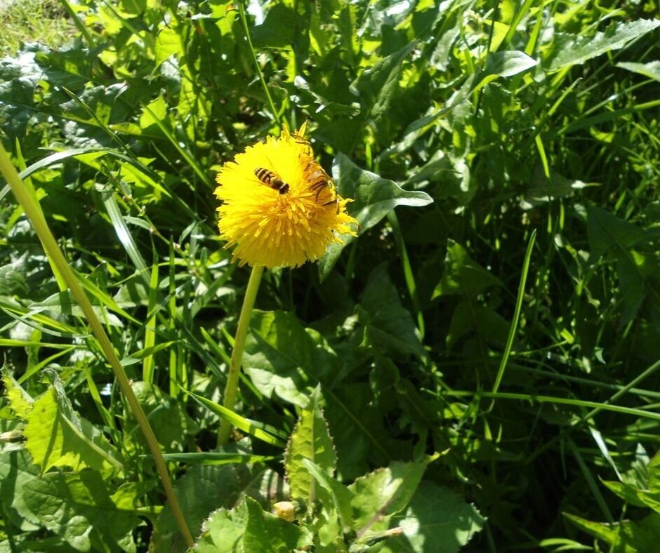 из моего походного фотика.