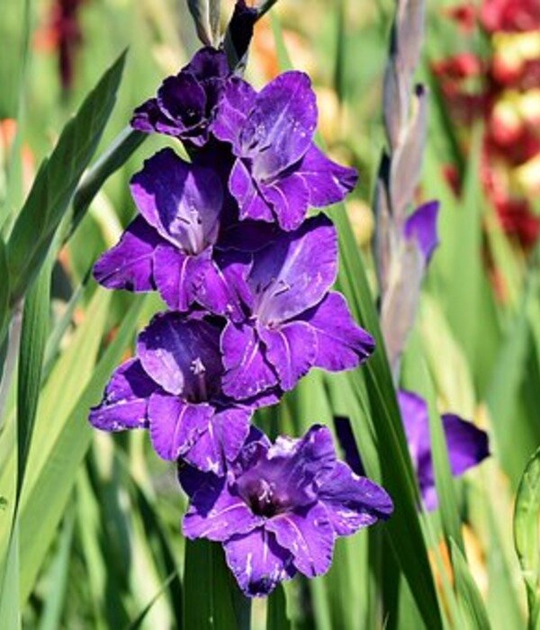 https://cdn.pixabay.com/photo/2018/07/13/11/28/gladiolus-3535563__340.jpg