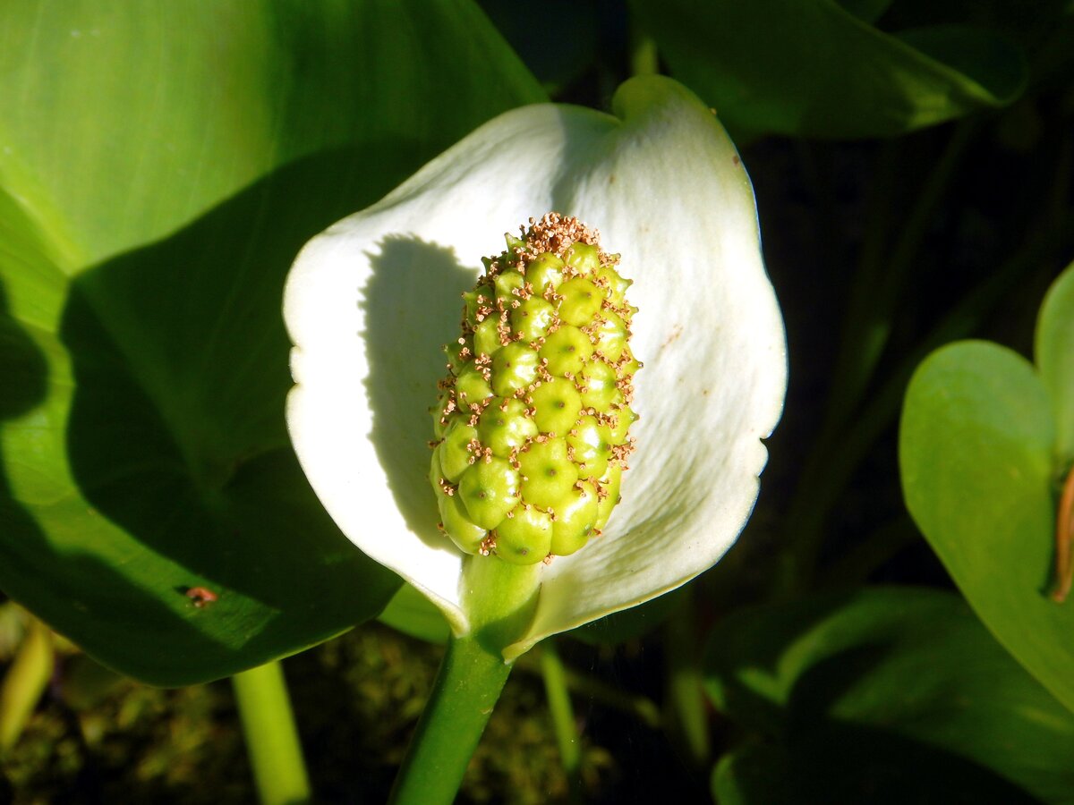 Белокрыльник болотный Calla palustris