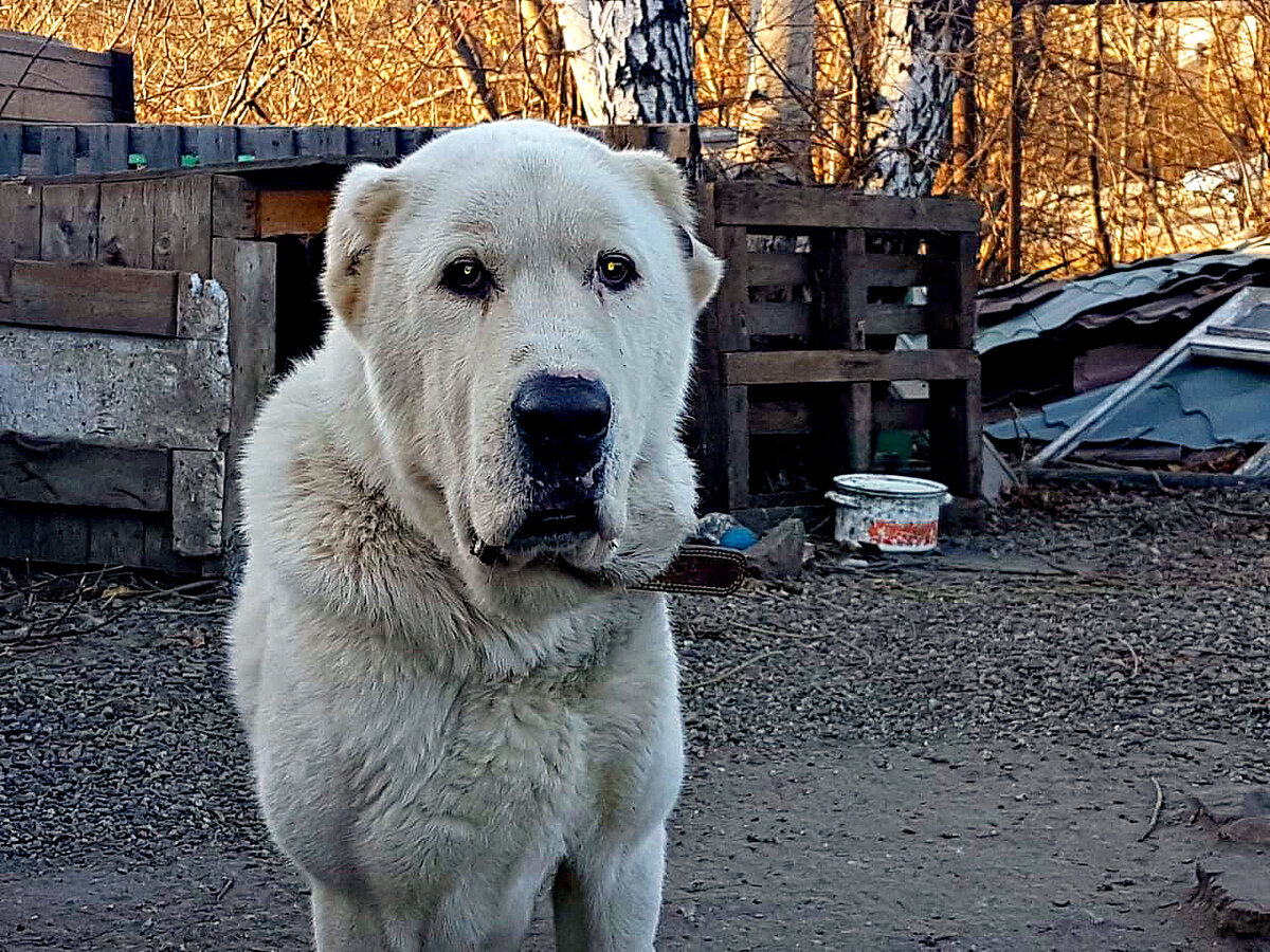 Сибирский алабай собака фото