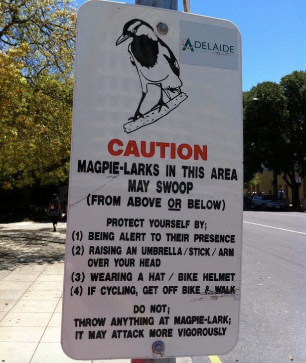 Знак предупреждающий об атаках сорок в этом районе