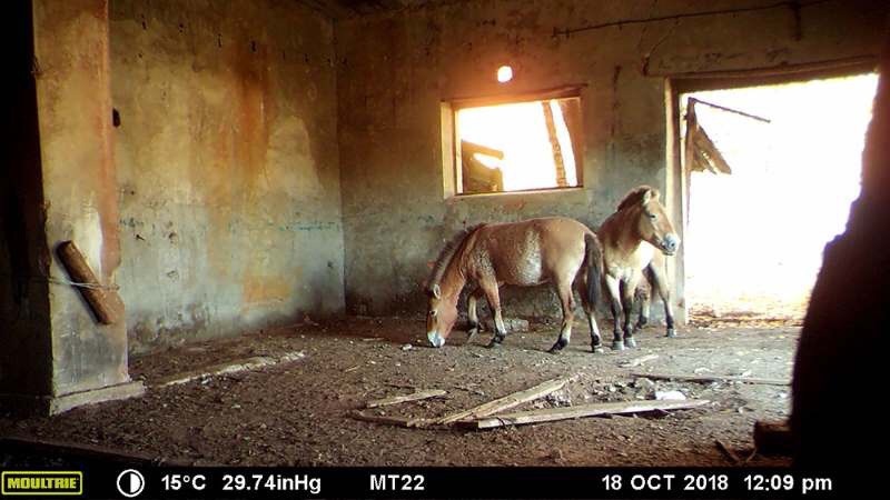 Убежищем для вида, который находится под угрозой исчезновения, служат заброшенные строения в загрязнённой радиацией зоне. 