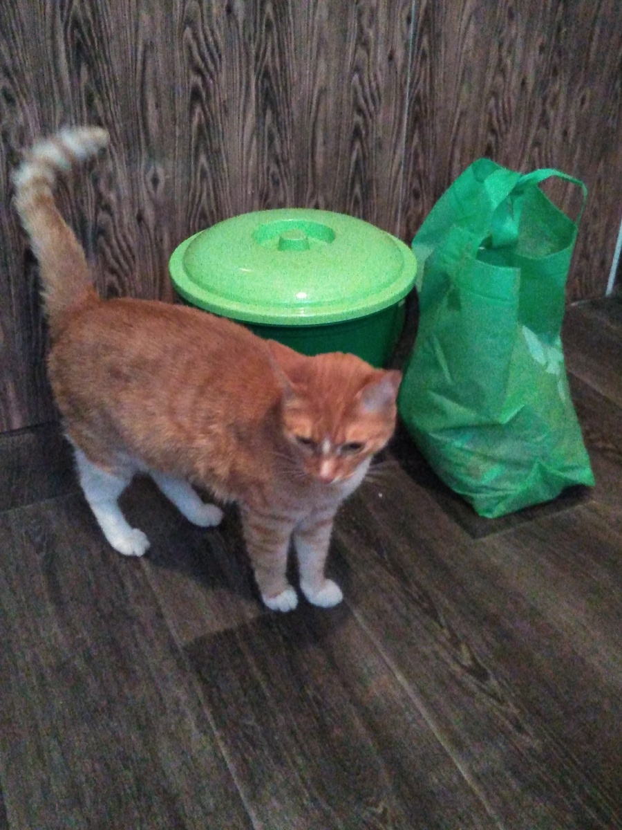 Коту тоже интересно, что в ведре и сумке.