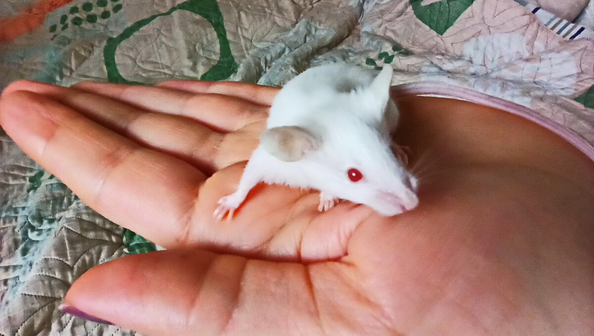 Особенности питания и ухода