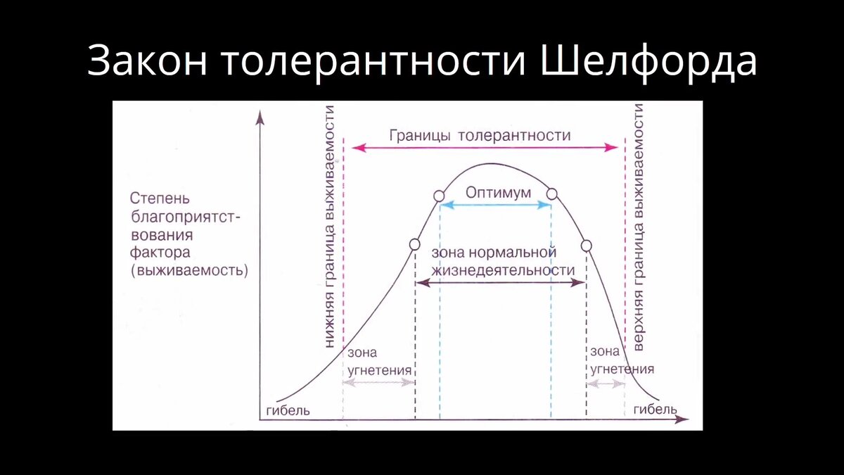 Рост толерантности пав