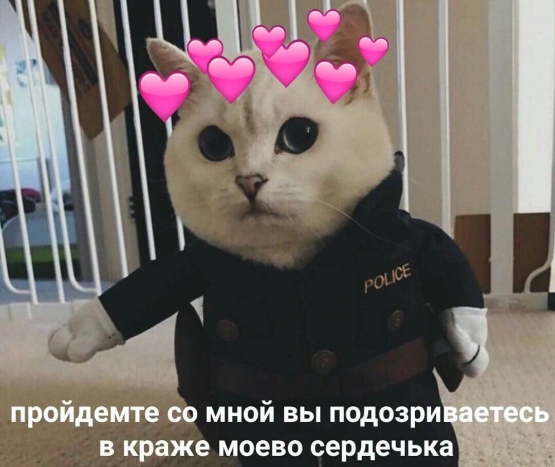 Пикчи и мемы с котами