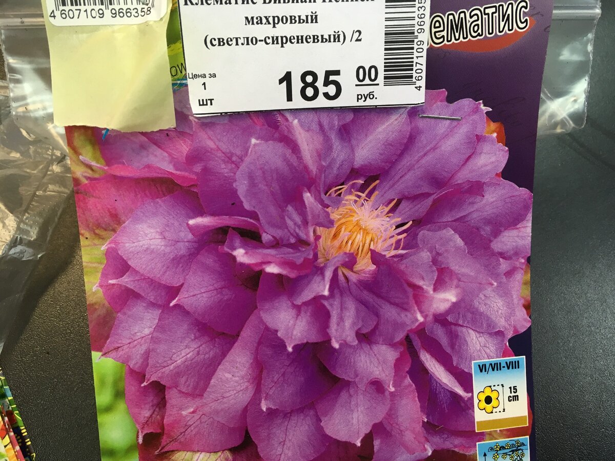 Я купила этот клематис в садовом магазине совсем недавно, 20 марта.