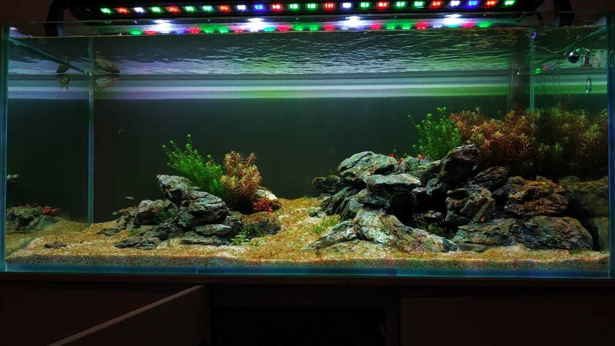 Недавно запущенный аквариум, в котором можно заметить вспышку диатомовых.