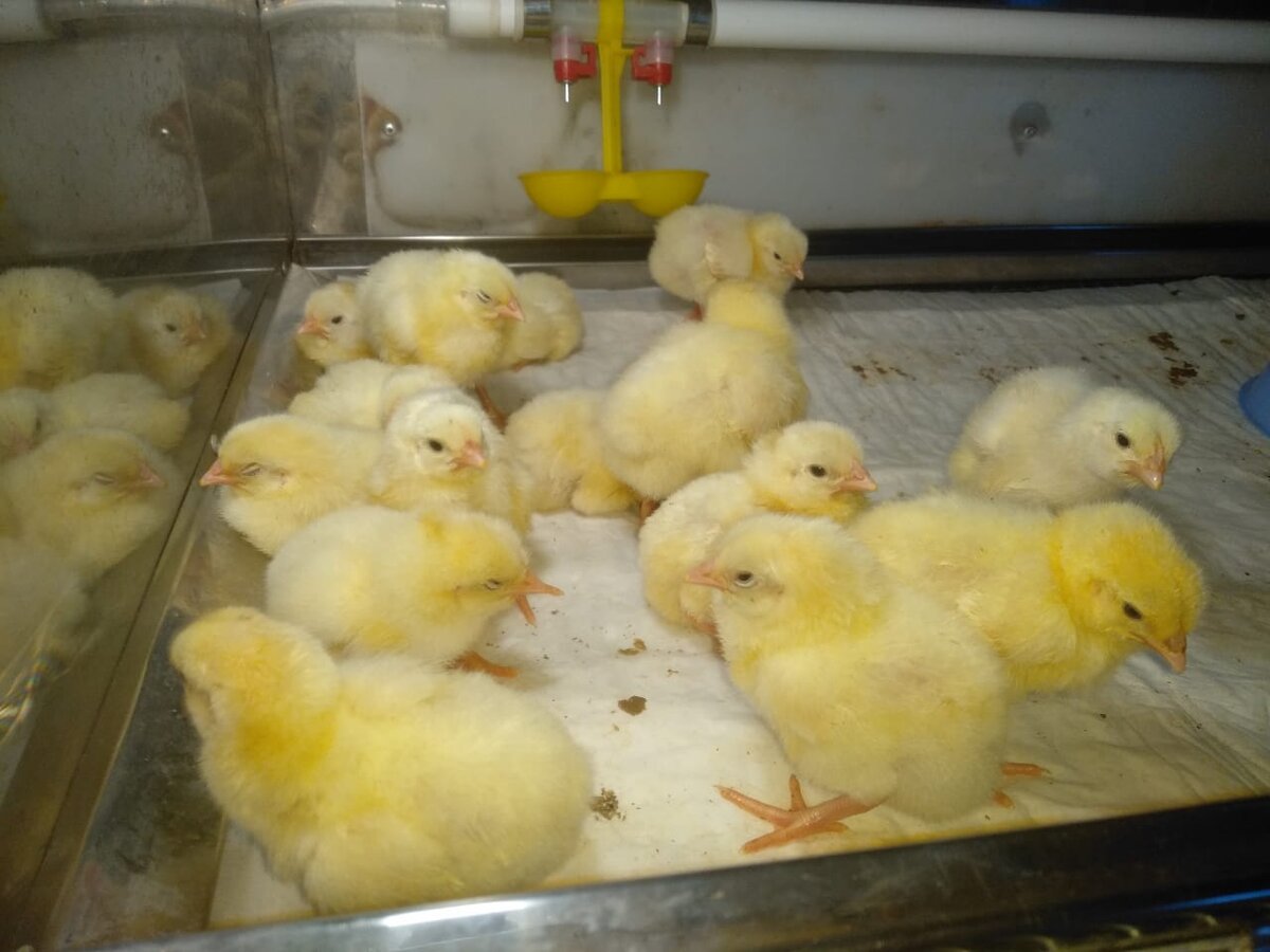 Этим красавцам нет даже суток...