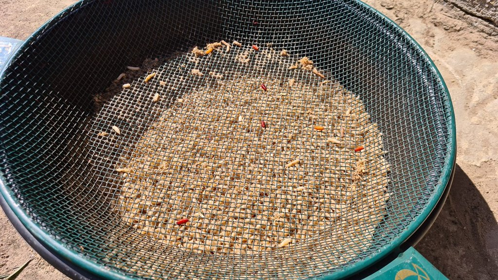 Просеивание опарыша через сито с размером ячейки 4 мм. 