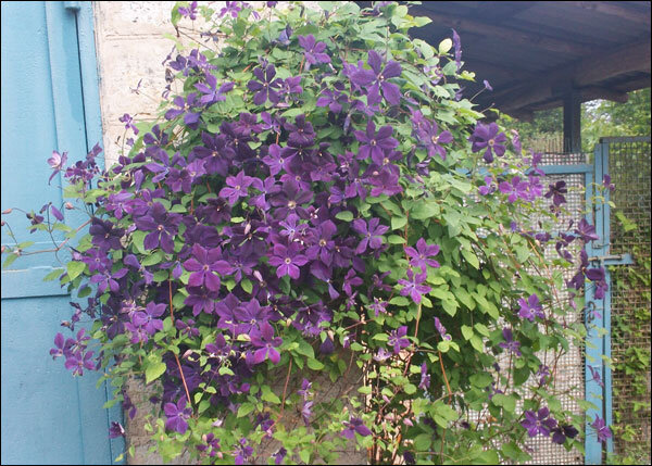 Иллюстрация для статьи используется по стандартной лицензии ©stroi-rasti.ru