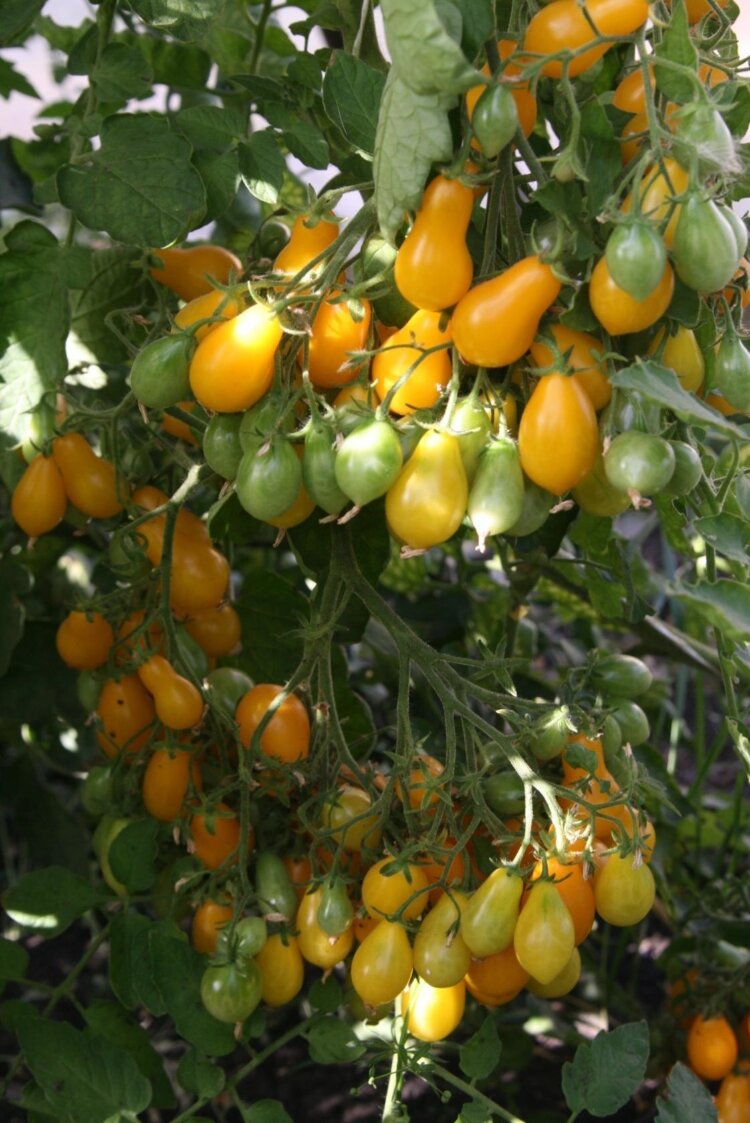 Средняя масса плода 15 г, на кисти образуется до 60 штук. Лиана выбрасывает до 10 цветоносов. Следовательно, максимальная урожайность куста – 9 кг.