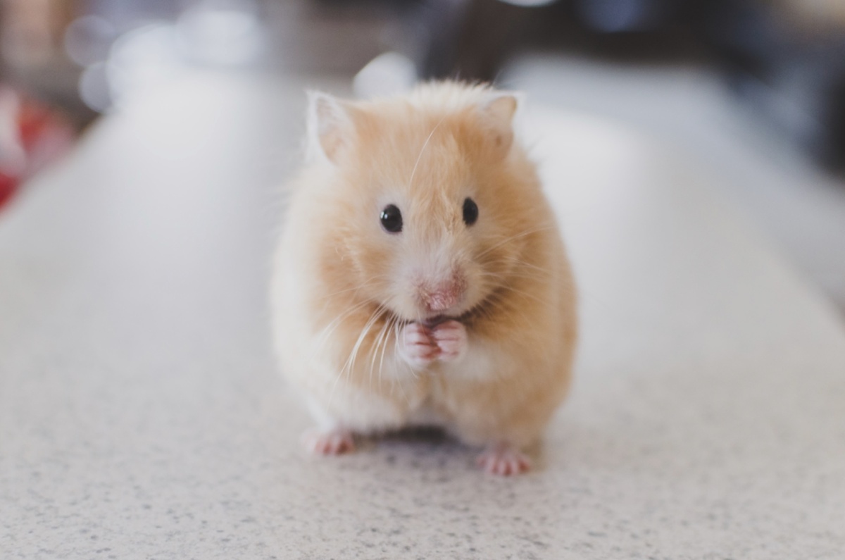 https://images.unsplash.com/photo-1425082661705-1834bfd09dca?ixlib=rb-1.2.1&q=80&fm=jpg&crop=entropy&cs=tinysrgb&dl=ricky-kharawala-adK3Vu70DEQ-unsplash.jpg