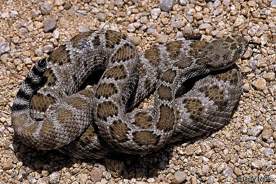 Ядовитый 5 букв. Гремучая змея острова Санта-Каталина (Crotalus Catalinensis). Калифорнийский гремучник. Каталинский гремучник. Ромбический гремучник.