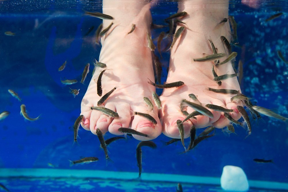 Источник фото: https://www.inwit.ru/reader/pedikiur-rybkami-garra-rufa-opasnosti-protsedury/