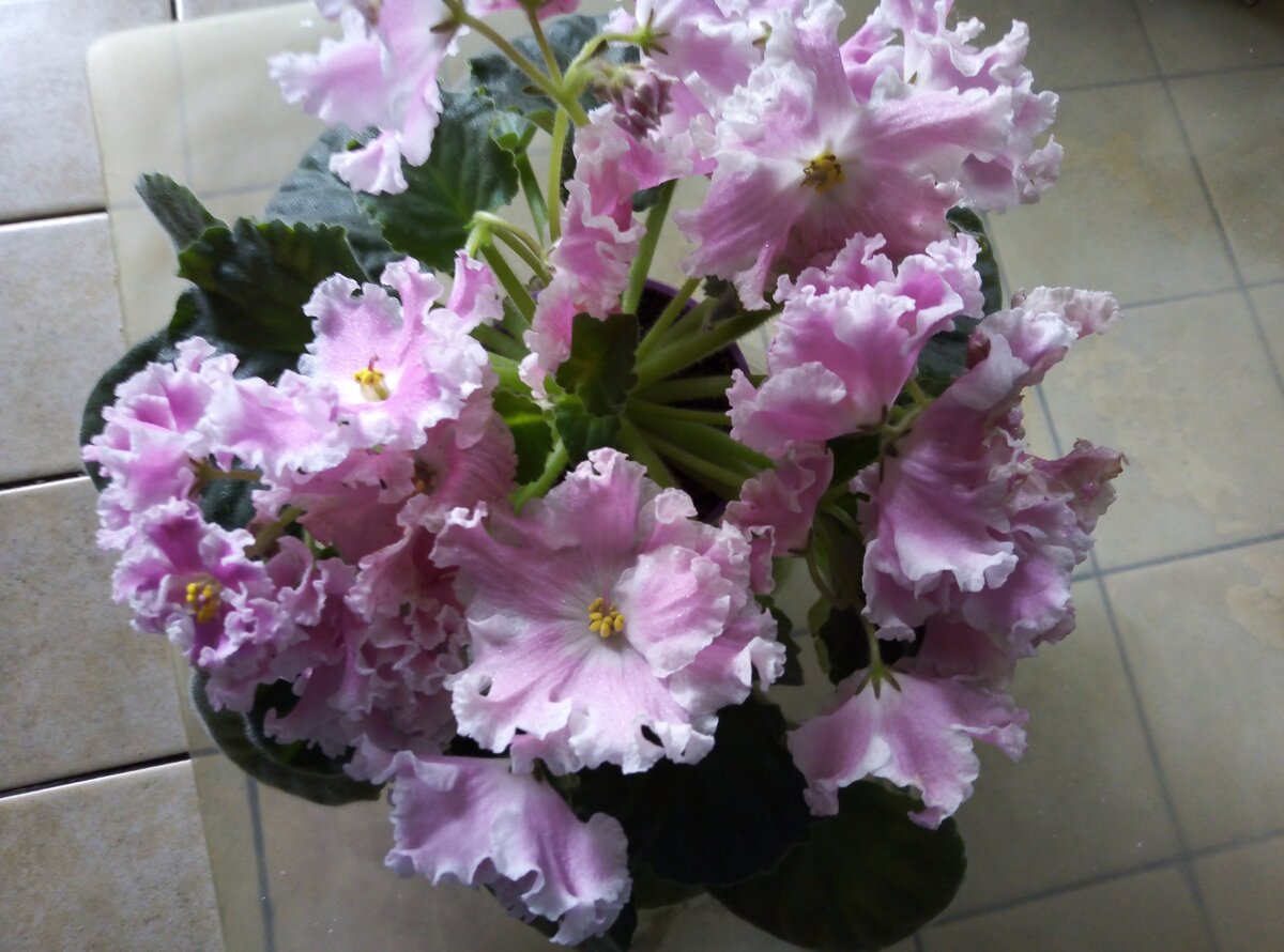 Моё фото. Мила-школьный вальс