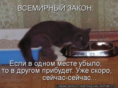 Смешные картинки с котами