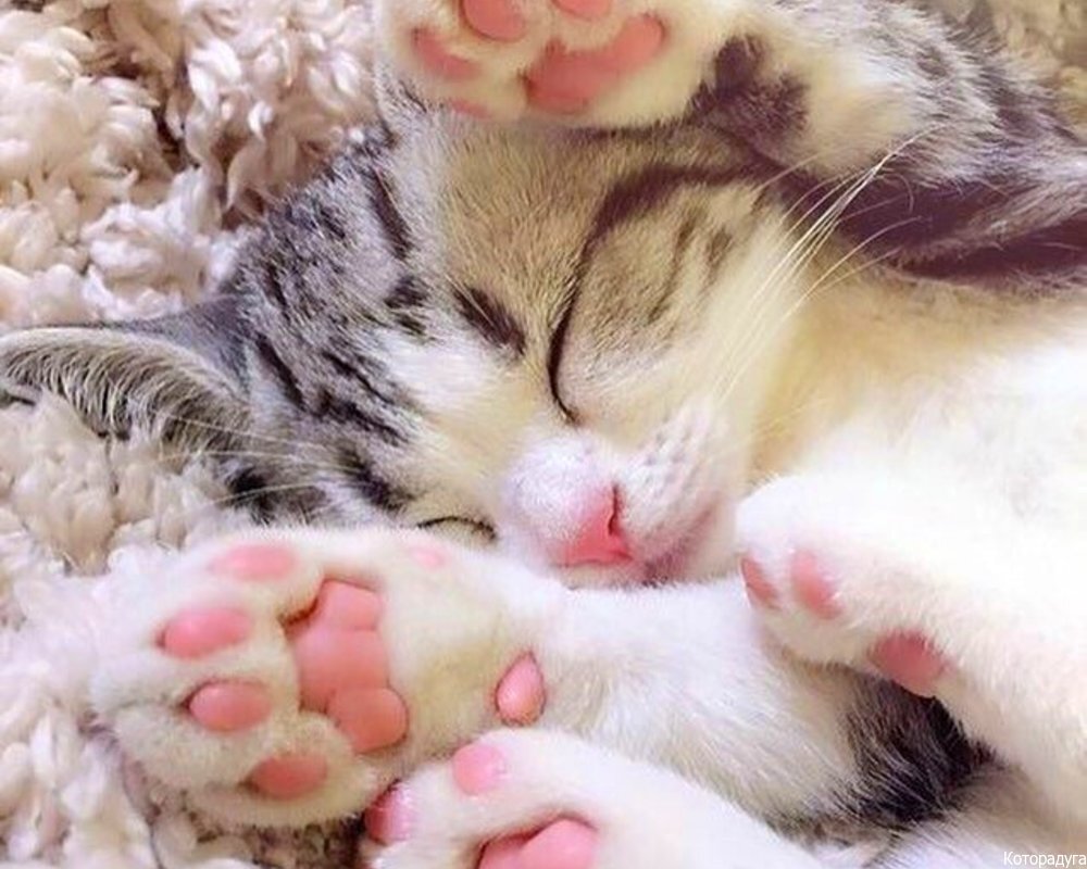 Источник: pinterest.com