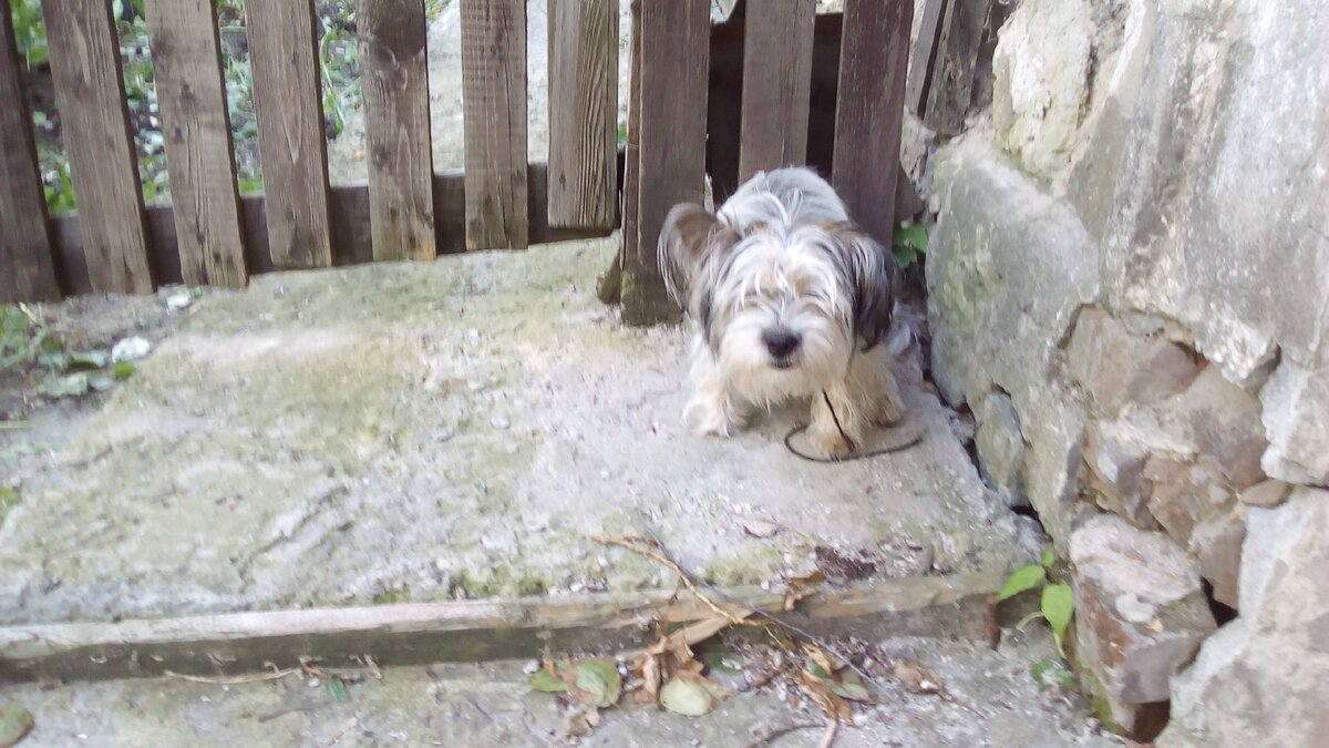 Сидит на том месте где его привязали