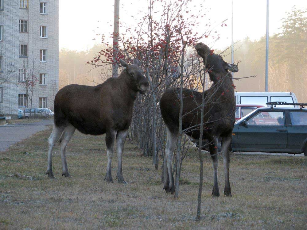 Лосиный город. Город Заречный Пензенская область лоси. Заречный Пенза лоси. Заречный лоси в городе. Заречный памятник лосю.