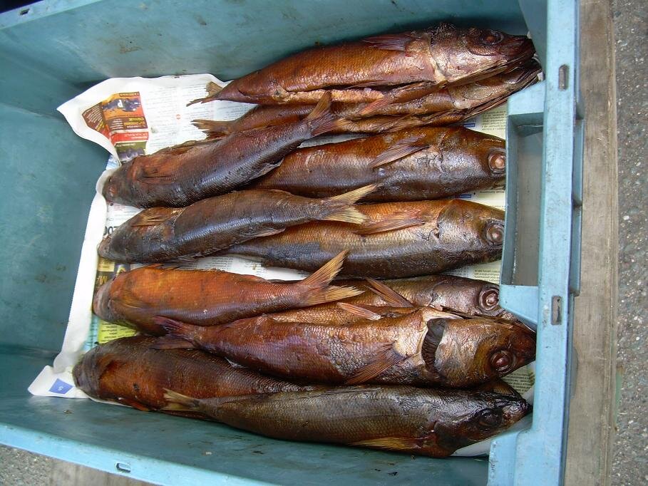 Фото:  rcxn-fish.nichost.ru 