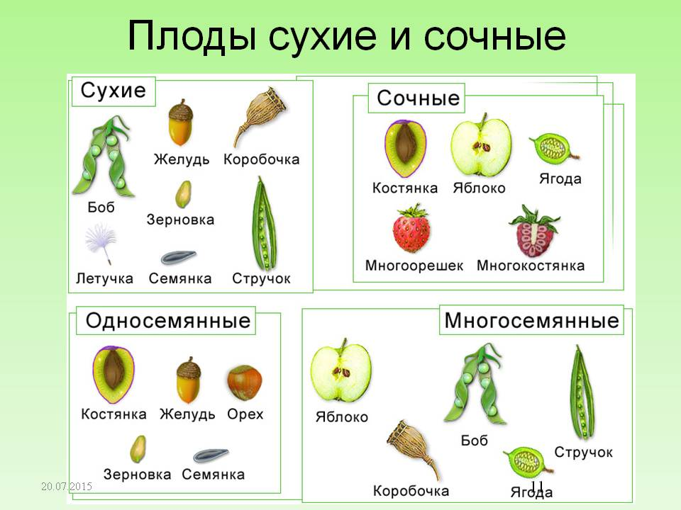 Растения имеющие плоды. Плоды сухие и сочные односемянные и многосемянные таблица. Плоды сухие и сочные таблица. Виды плодов покрытосеменных растений. Сочные плоды односемянные и многосемянные.