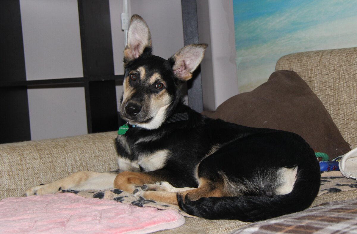 Чарли на передержке (временный дом)