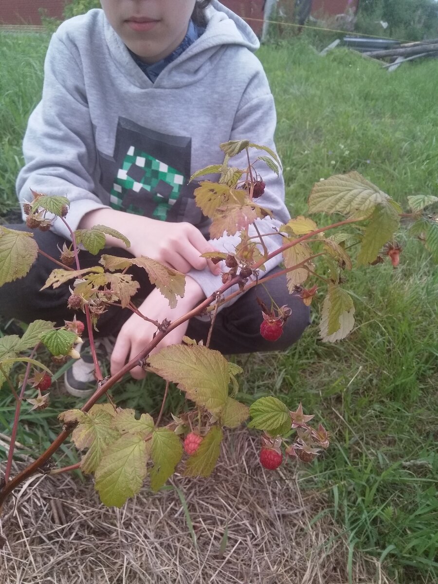 Первая малина. Начинаем обживаться.