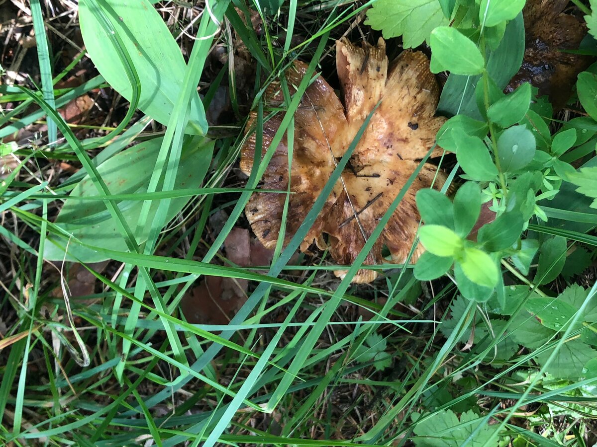 Красота да и только 