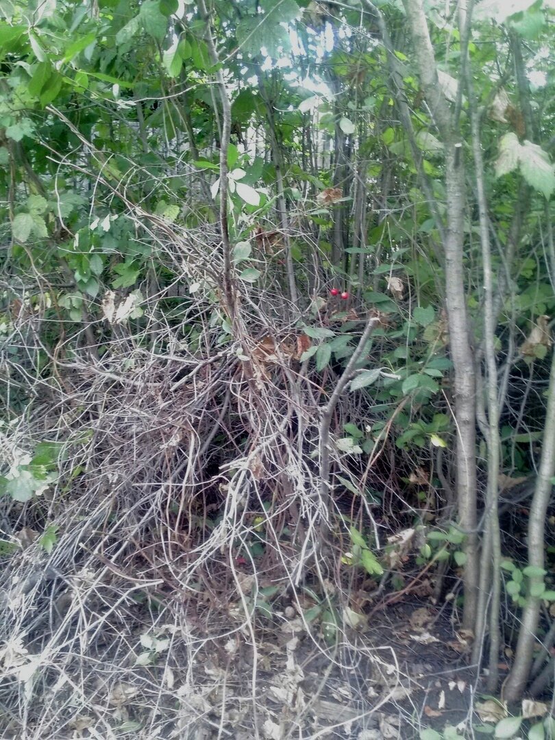 Непроходимые места ждут просвета