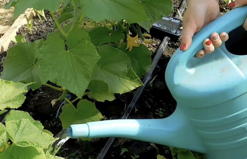 Раствор вносится под корень.