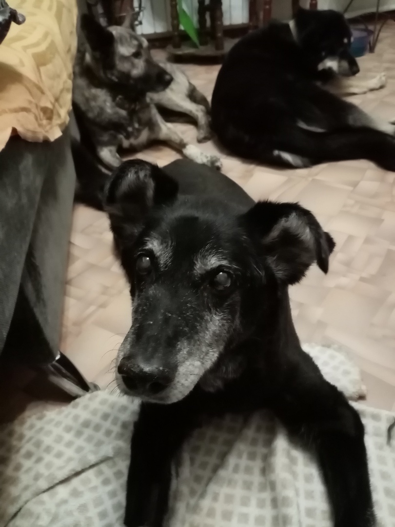 Дружочек. На заднем плане Пеструха и Цыгана