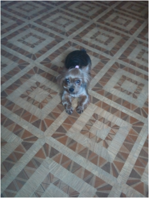 Фото автора. Строгая Сильва ждет ученика.