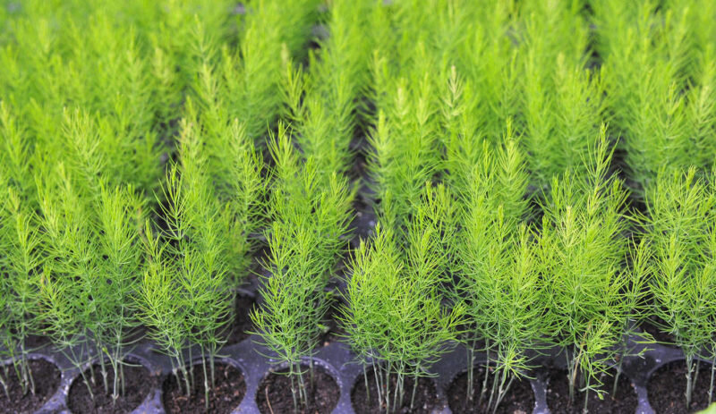 Выращивание аспарагуса. Иллюстрация для статьи используется с сайта nagrunte.ru