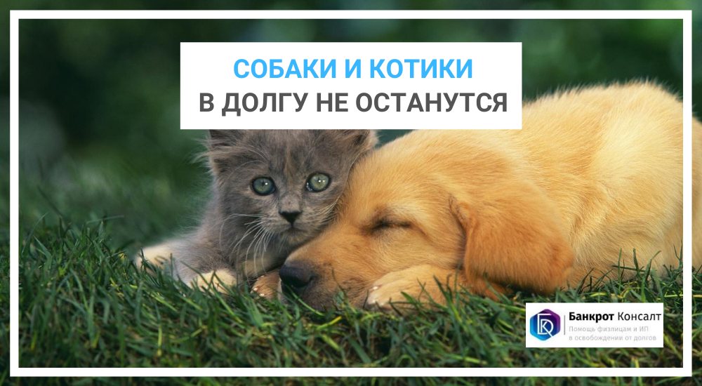 Собачки и котики в долгу не останутся