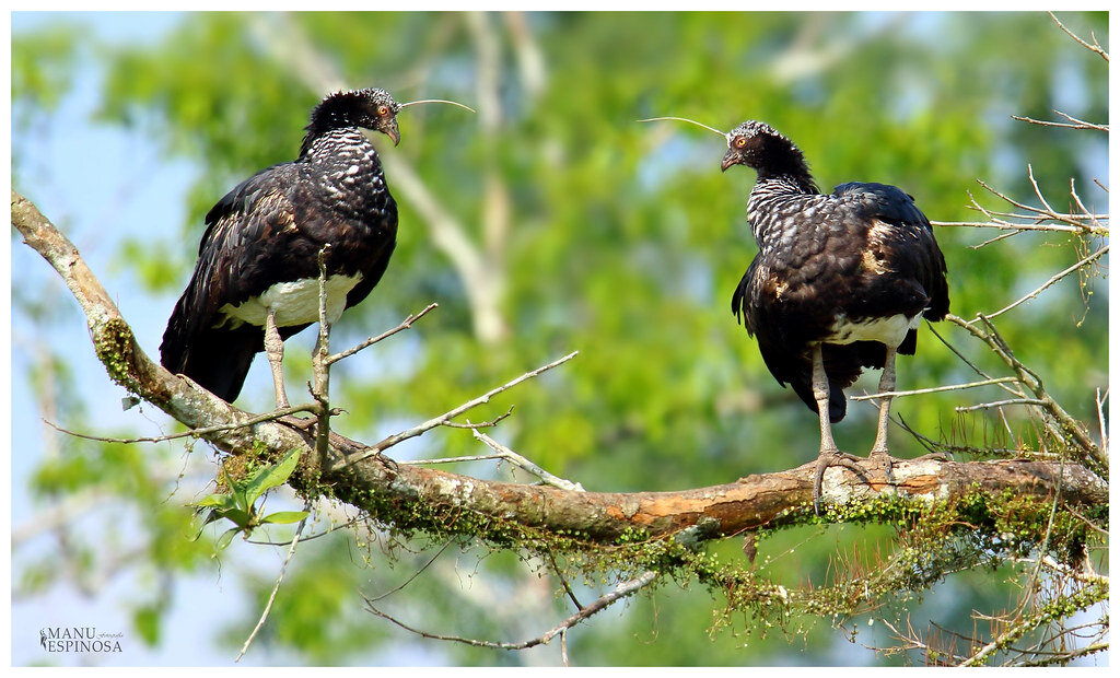 Эй, ты, рогами помериться захотел!?