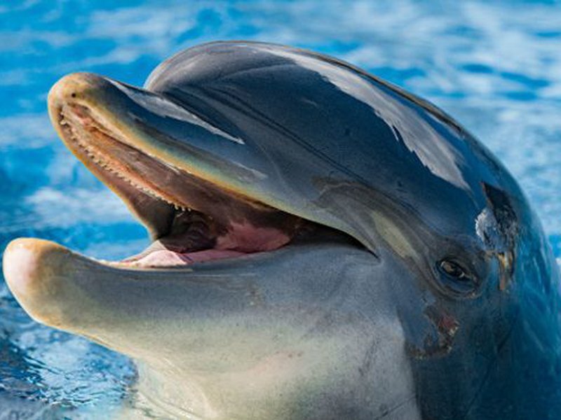 Дельфины специально едят токсичную рыбу фугу, чтобы «словить кайф»
