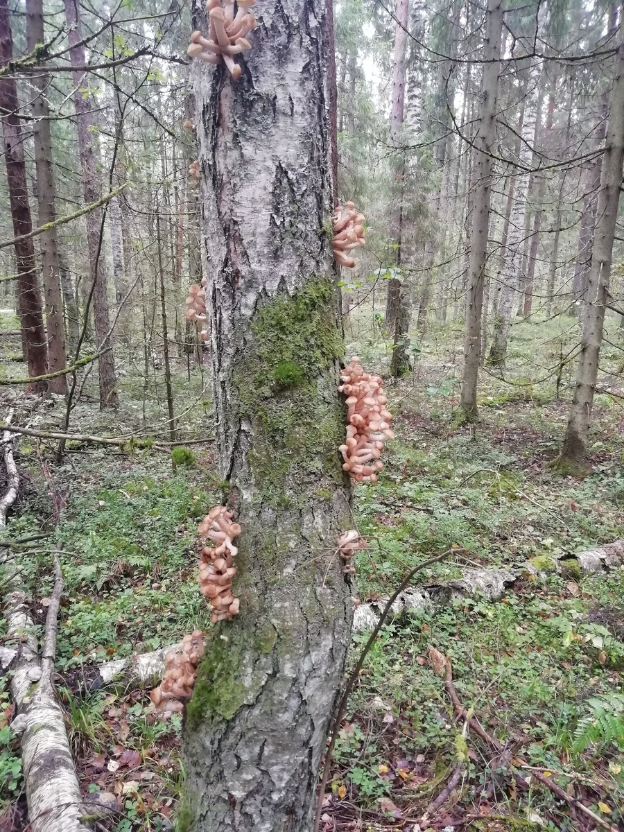 Опята на дереве