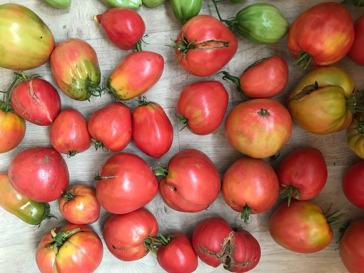 Для томатного сока подойдёт любая помидорная некондиция - этим он и хорош