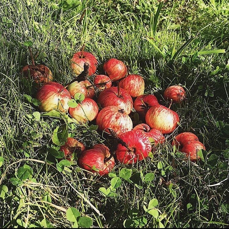 Бывает так, что нам чего-то очень  хочется от другого человека. Больше близости, больше доверия, больше принятия, больше внимания, больше времени, больше любви. А он такой-сякой... не дает. ⠀
Это все равно, что подходить к яблоне, на которой висят всего два яблока, и просить у нее дать ящик яблок. И вроде бы кажется , что и яблоки у нее есть, они так заманчиво блестят, так хорошо выглядят. Но их ровно столько сколько есть и ящик яблок собрать совсем не получится. Что делать? Поискать другую яблоню, чтобы собрать нужное количество. Или довольствоваться этими двумя плодами.
⠀
Также и в этих отношениях с человеком. Он не может дать, чего у него нет. И тут либо принять и находить недостающее в других отношениях, либо уйти.