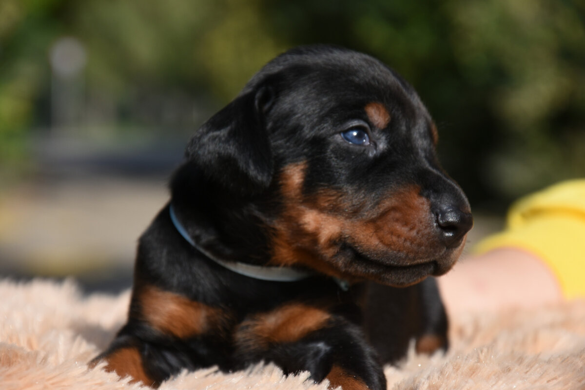 Щенкам 20 дней отроду