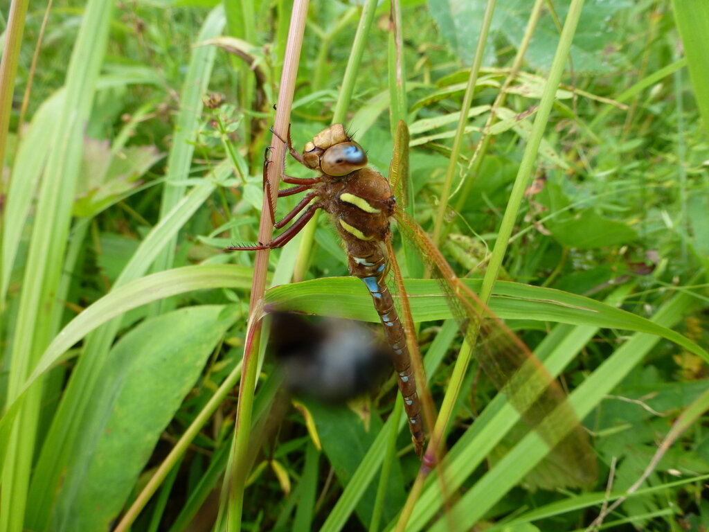 Когда Дедка — рогатый, а Бабка — бронзовая | Североуральский ...