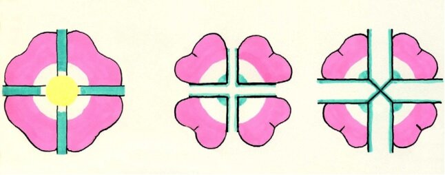 Упрощенные формы крестообразной розы, (слева) стилизованная форма одиночного четырехцветного цветка розы с крестом; и два вида роз креста: средний: больше похож на крест-розу; справа: композиция из четырех молодых, приоткрытых цветков розы (фото из J. Experimental Botany)