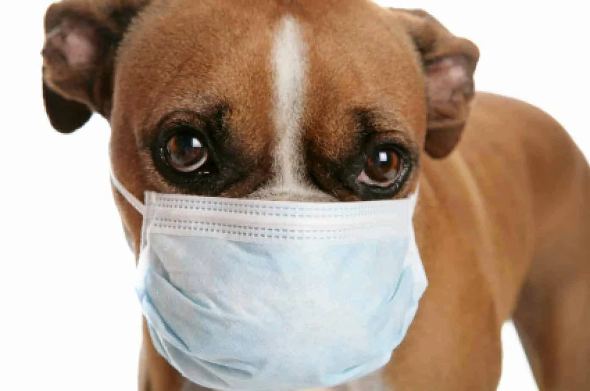 Собака лечение легких. Инфекционные болезни животных. Инфекционные заболеванияж животных.