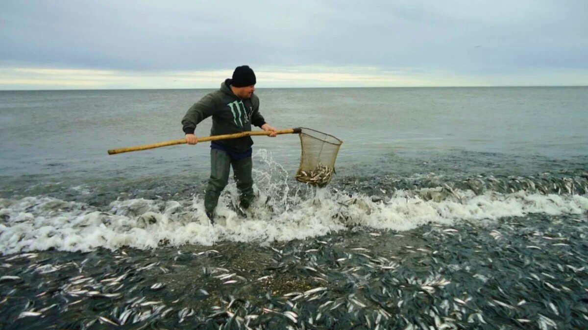 Где ловят рыбу. Уёк рыба Сахалин. Уёк на Сахалине. Рыба уек на Сахалине. Мойва уёк.