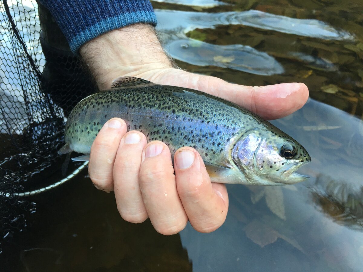 Радужная форель из дикой горной реки. Фото: автор